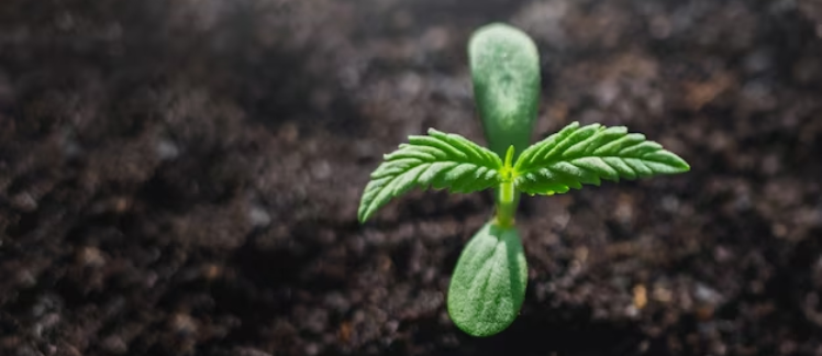 plant